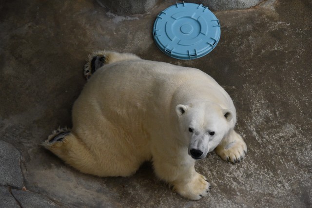 父親の「どデカまんじゅう王」豪太。息子もきっとこんな立派なオスになることでしょう！（男鹿水族館GAO提供）