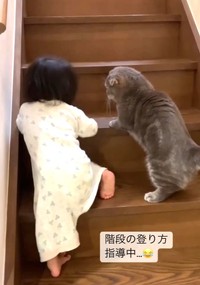 階段の登り方を指導する？たこやきくん（たこやきくんの飼い主さん提供、Instagramよりキャプチャ撮影）