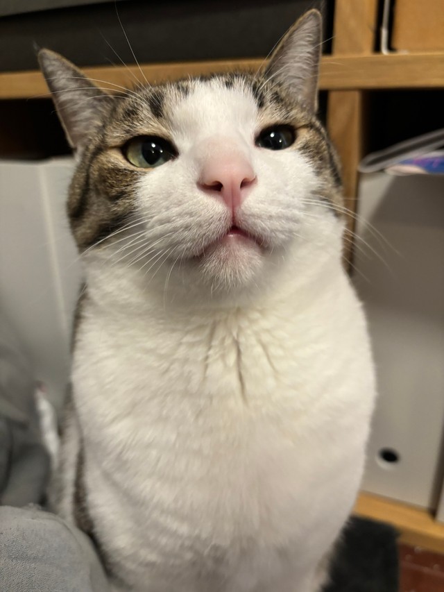 野良猫歴が一番長いのに鈍感な「ボス」／キムチ母さん（@fukuroupiyopiyo）提供