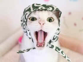 泥棒みたいに撮れた猫　クワガタを触りたい猫も〈sippoおもしろ写真〉