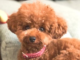 自分を人間だと思ってる？　犬より飼い主さんにアピールするトイプー「ブラン」