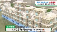 宮城県産生食用カキ出荷解禁　前年よりも高値で取引