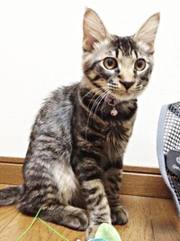子猫のとき、短毛だったはなちゃん（画像提供：ハナちゃん）
