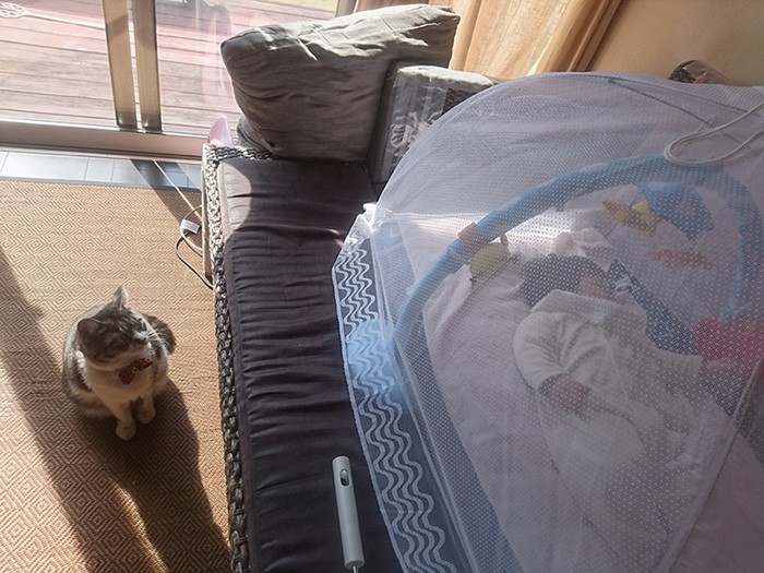 Ｋちゃんと、蚊帳の中で寝る赤ちゃん