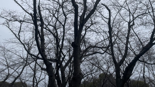 岡山でサクラ開花　平年より3日、前年より3日早い開花