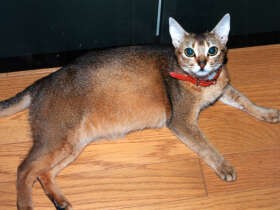 ペットショップから来た猫「ディーナ」　なんと妊娠していた！