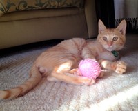 お家に迎えられて少し経ったころのミカエルくん。お日様が暖かいね