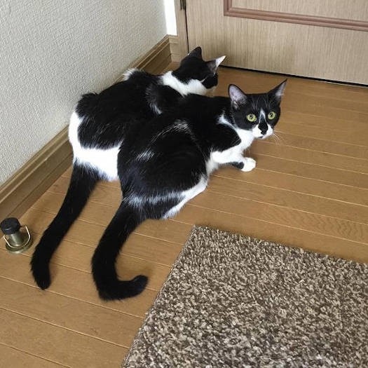 ミックス猫「夏ちゃん＆花ちゃん」。ダブルで牛柄さん！