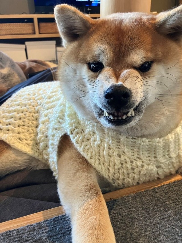 嫌なの？嬉しいの？？手編みのセーターを着たココちゃん