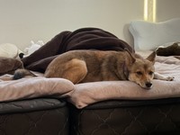 家族のにおいがするベッドが大好き（ご家族より提供）