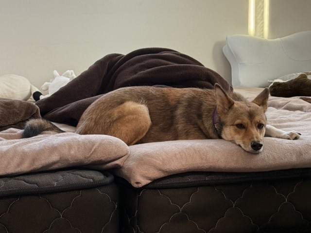 家族のにおいがするベッドが大好き（ご家族より提供）