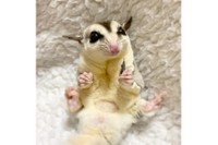 おやつを食べてニッコリ笑顔のほっぷくん（提供：フクロモモンガのぱんち（こむぎほっぷれんげ）さん）