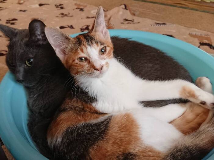 飼い猫の８（はち）くん（左）と三毛猫ぺる。８は子猫に人気で、桶で寝ているとこうして皆が寄ってくるそう（成田さん提供）