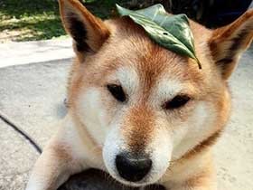 タヌキに化ける修業中？ いつもいやしてくれる柴犬「りん」