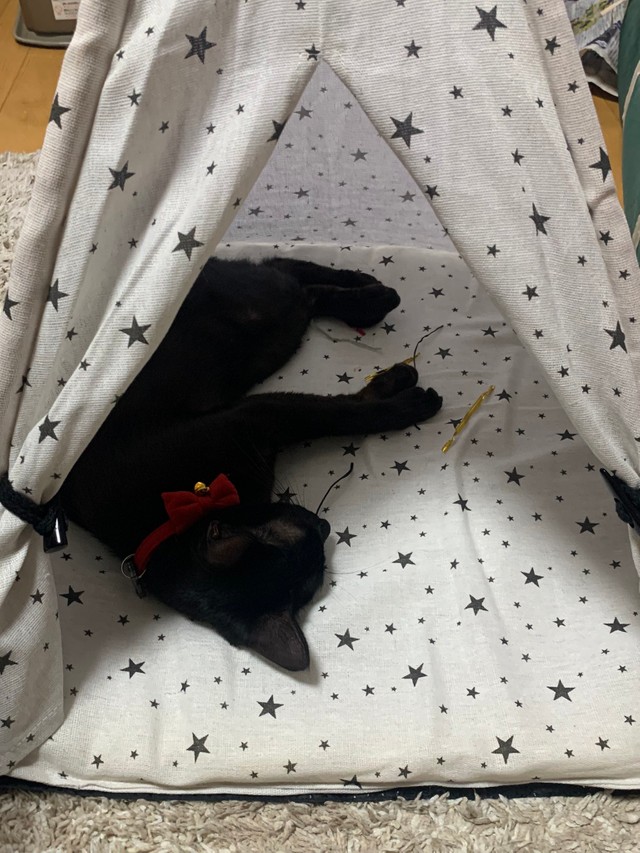 ダイソーのテントがお気に入り