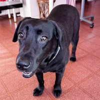 きゅるんとした瞳が愛らしい小梅ちゃん（画像提供：こうめさん）