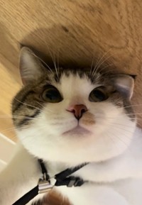 ツナくん、こんな顔してました（「ツナchunaland」さん提供、Instagramよりキャプチャ撮影）