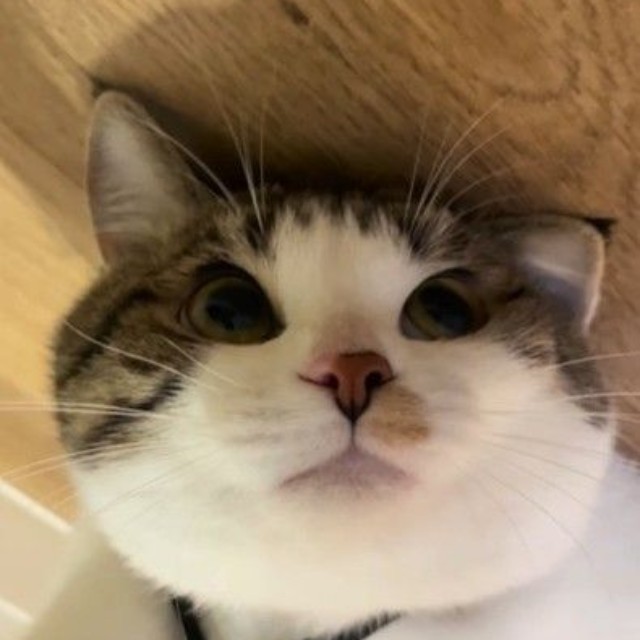 ツナくん、こんな顔してました（「ツナchunaland」さん提供、Instagramよりキャプチャ撮影）