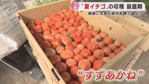 夏イチゴの出荷が最盛期　酸味さっぱり香り豊か　宮城・七ヶ宿町