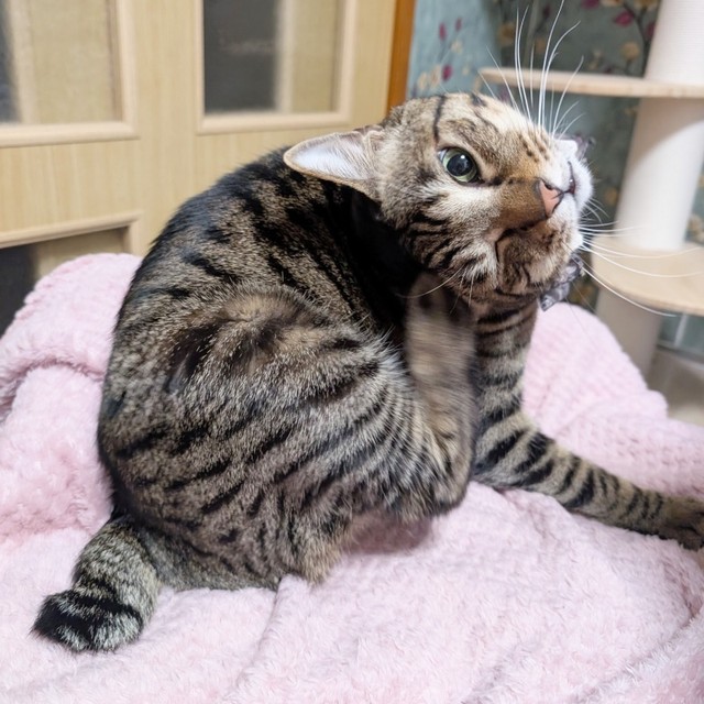 体がやわらかい大福くん。後ろ足で首元をカキカキ…！（画像提供：豆大福さん）