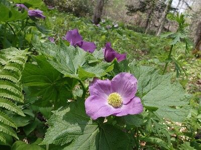 山野草の女王”シラネアオイまもなく見頃！「シラネアオイと春の野の花