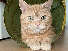 待ち伏せ中のアメショ「おあげ」　タックルして驚かせるニャ！