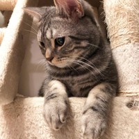 まったりくつろぐ銀ちゃん