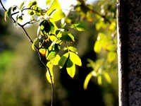 スマホかくれんぼ事件。イタズラな甥っ子たちとの忘れられない夏