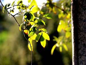 スマホかくれんぼ事件。イタズラな甥っ子たちとの忘れられない夏