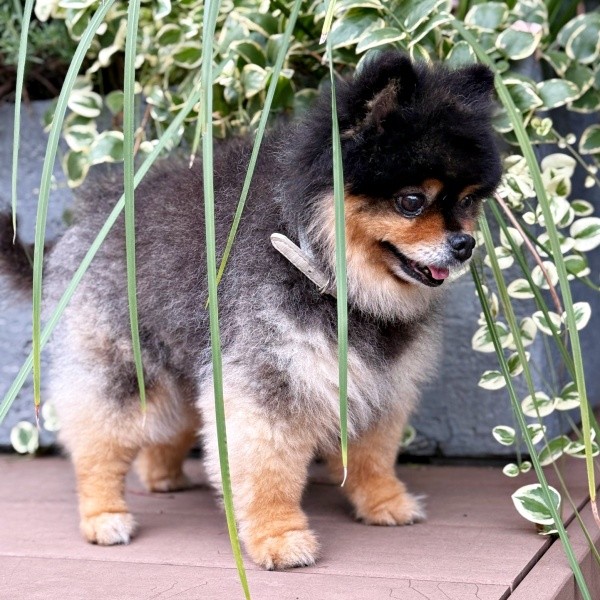 散歩中、突然、かくれんぼをはじめたたろ吉ちゃん（画像提供：たろ吉（メスのポメ）の飼い主さん）