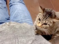 「入れない」顔を上げて考え込むかえでちゃん（画像提供：琥みっちゃきぃ@保護猫さん）