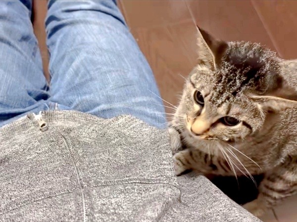 「入れない」顔を上げて考え込むかえでちゃん（画像提供：琥みっちゃきぃ@保護猫さん）