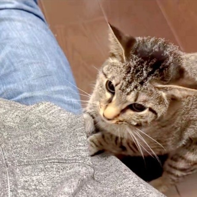 「入れない」顔を上げて考え込むかえでちゃん（画像提供：琥みっちゃきぃ@保護猫さん）