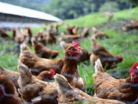 ヴィーガンの世界へ扉を開く一冊　取材のやり取りを一問一答形式で紹介も