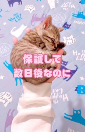 保護して数日後なのに…（三吉さん提供、Instagramよりキャプチャ撮影）