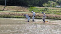 田植え前の杭打ち作業／西根田んぼアート　公式Xより