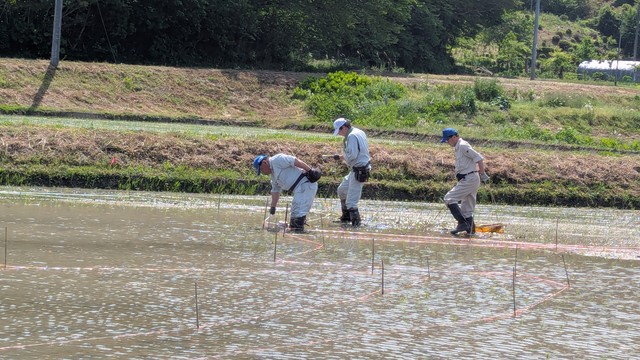 田植え前の杭打ち作業／西根田んぼアート　公式Xより