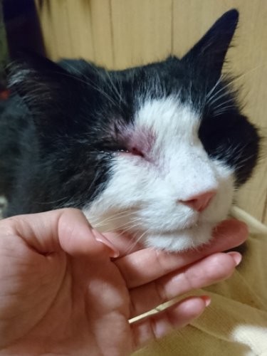 鼻が詰まり食欲がむらだった頃、不調時は高栄養缶などをスプーンで食べさせていた。