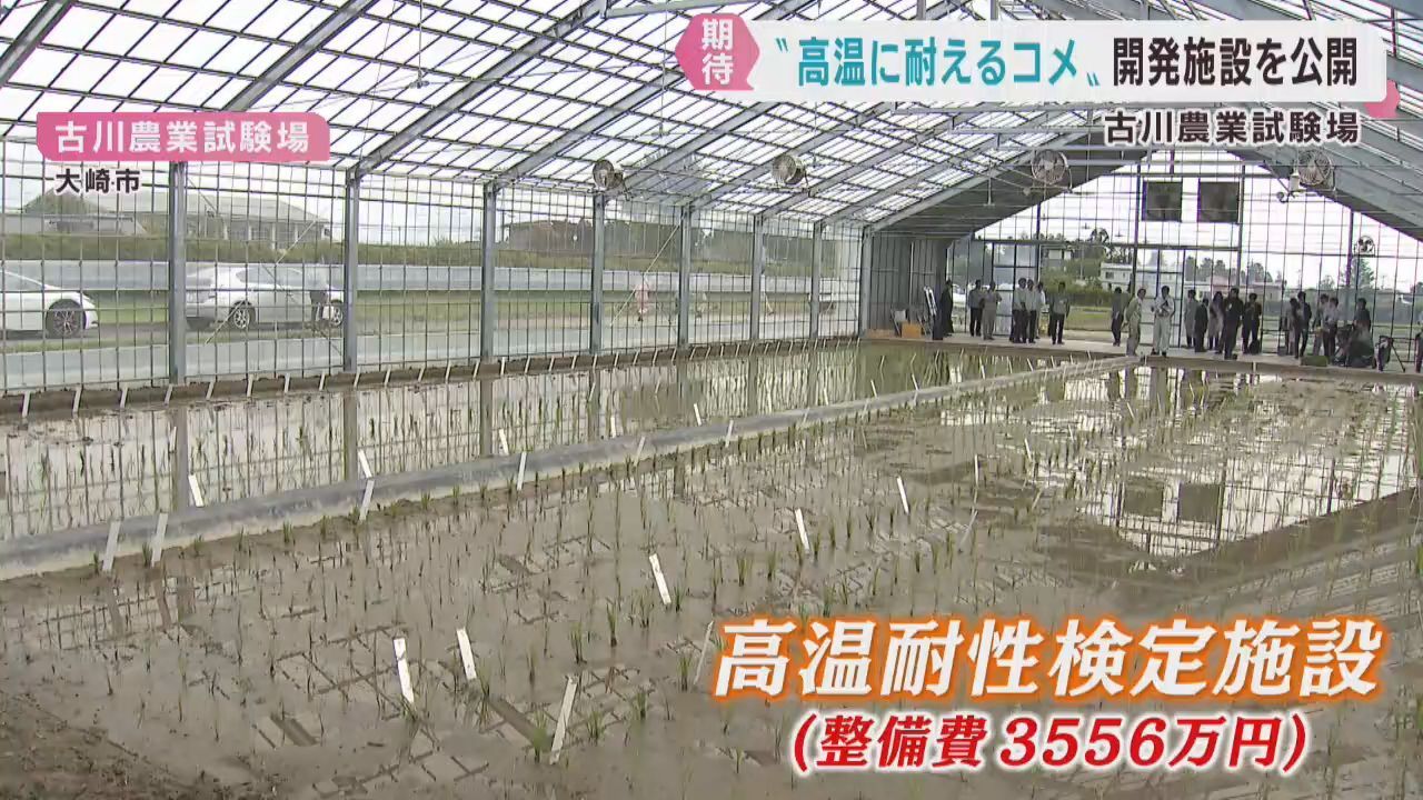 高温に耐える米を開発へ　宮城・古川農業試験場に新施設