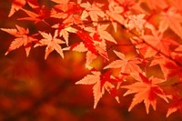 2026年穴場紅葉スポット 自治体ランキング発表　※画像はイメージです（ogawaay/stock.adobe.com）