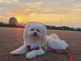 飼い主さんの帰宅時間をしっかり把握　ちょうだいポーズで待つミックス犬「コロン」