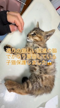 交通量の多い国道沿いで、ひとりぼっちで鳴いていた子猫を保護（コアさん提供、Instagramよりキャプチャ撮影）