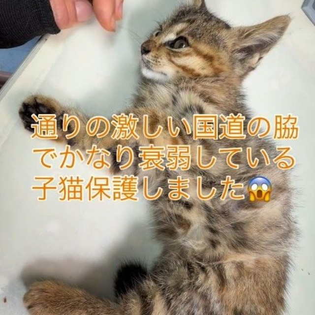 交通量の多い国道沿いで、ひとりぼっちで鳴いていた子猫を保護（コアさん提供、Instagramよりキャプチャ撮影）