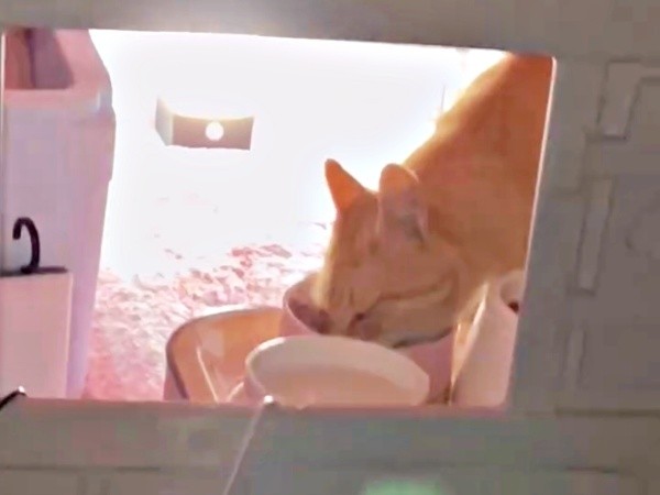 ご飯を食べに来るようになったチャトランくん（画像提供：えみちゃんさん）