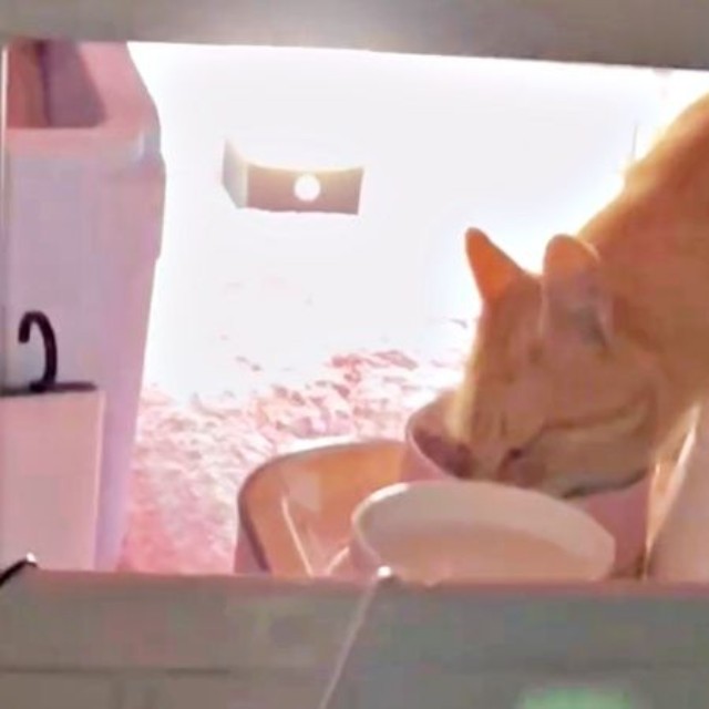 ご飯を食べに来るようになったチャトランくん（画像提供：えみちゃんさん）