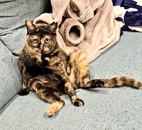 ソファの上でくつろぐ梓ちゃん（画像提供：クロエ ゆず 梓さん）