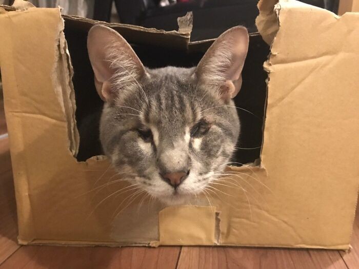 ある日出会いが！ついに決まったおうちには優しいパパとママとトラちゃんがいた（山下さん提供）