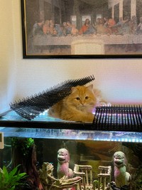 エマちゃん、こないだも登ってた･･･（提供写真）