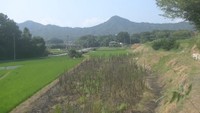 下草火災で99歳男性が死亡　野焼きの火が燃え移ったか　香川・丸亀市