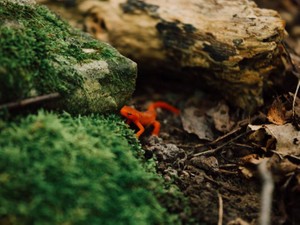 「ぽちぽちぴー（・ー・）」がもつ無表情の魅力よ、広まれ！